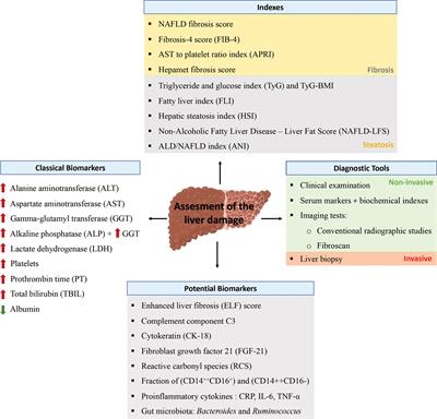 Nonalcoholic fatty liver disease in inflammatory arthritis: Relationship with cardiovascular risk